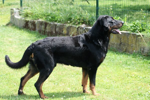 Avril du clos de la pinsonnière